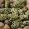У жительницы Калачинского района нашли полкило марихуаны
